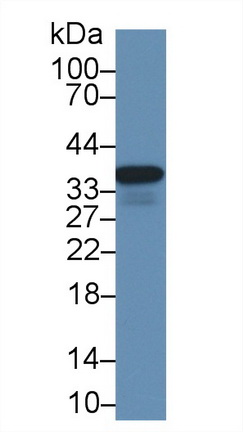 Polyclonal Antibody to Annexin A4 (ANXA4)