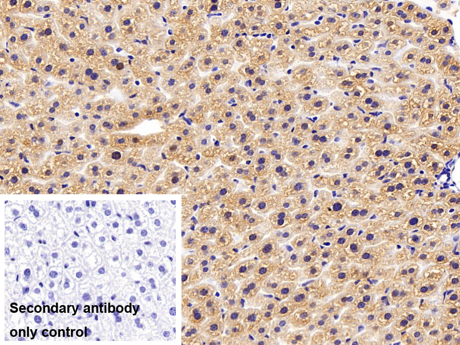 Polyclonal Antibody to Annexin A3 (ANXA3)