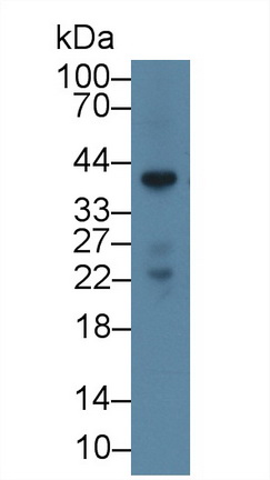 Polyclonal Antibody to Annexin A1 (ANXA1)