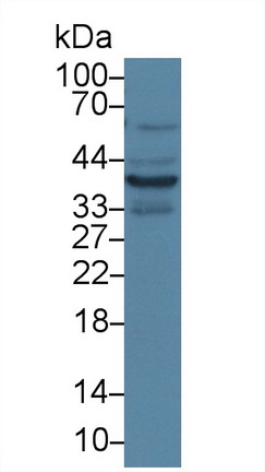 Polyclonal Antibody to Annexin A1 (ANXA1)