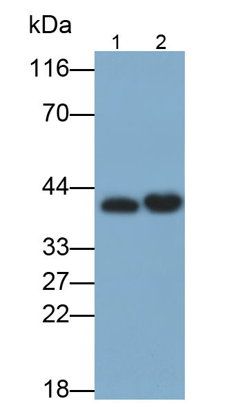 Polyclonal Antibody to Annexin A1 (ANXA1)