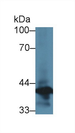 Polyclonal Antibody to Annexin A1 (ANXA1)