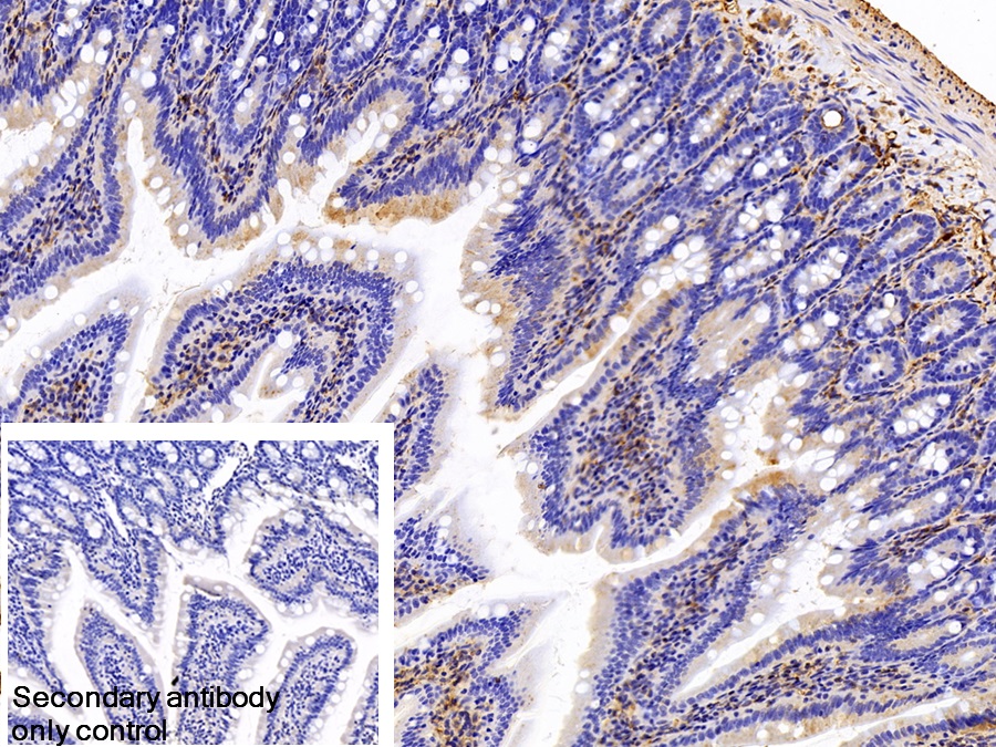 Polyclonal Antibody to Annexin A1 (ANXA1)