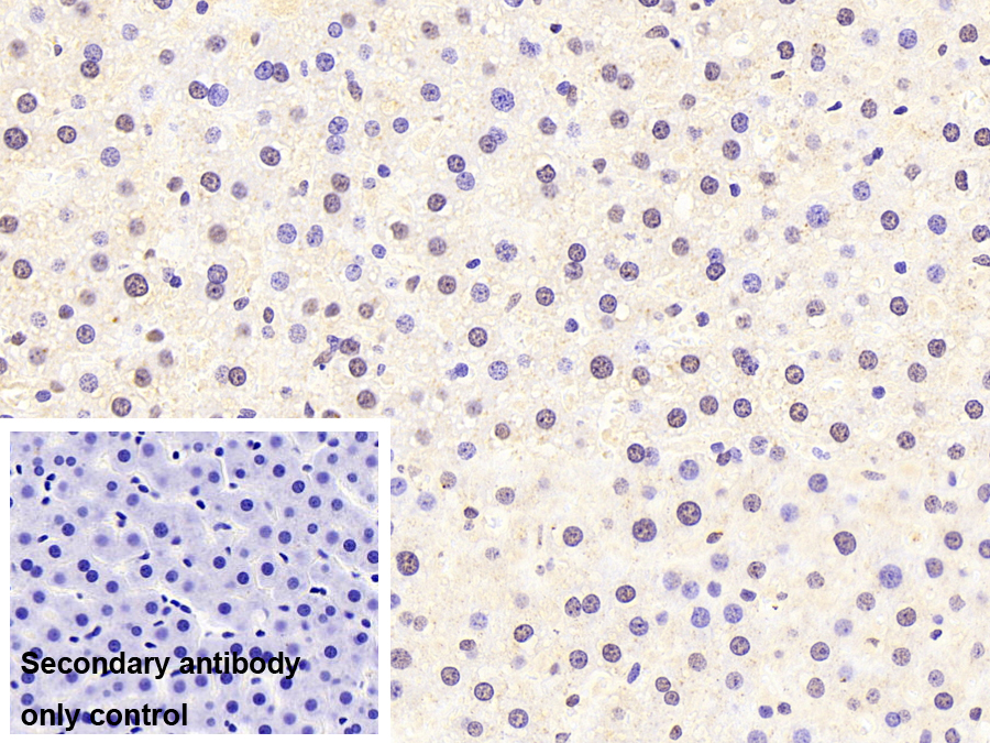 Polyclonal Antibody to Heterogeneous Nuclear Ribonucleoprotein K (HNRPK)