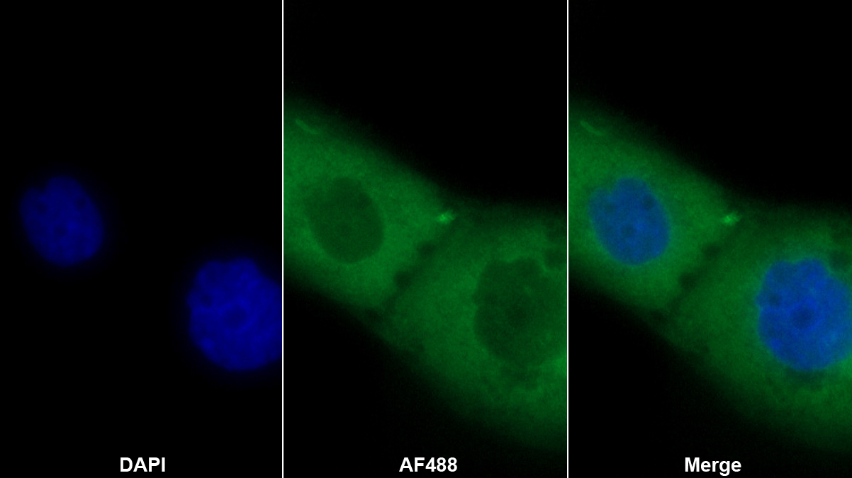 Polyclonal Antibody to Fucosyltransferase 2 (FUT2)