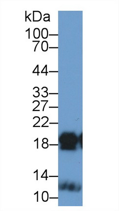 Polyclonal Antibody to Complexin 2 (CPLX2)