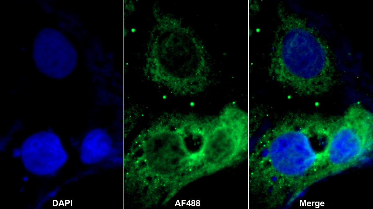 Polyclonal Antibody to Spondin 1 (SPON1)
