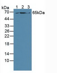 Polyclonal Antibody to Growth Factor Receptor Bound Protein 10 (Grb10)