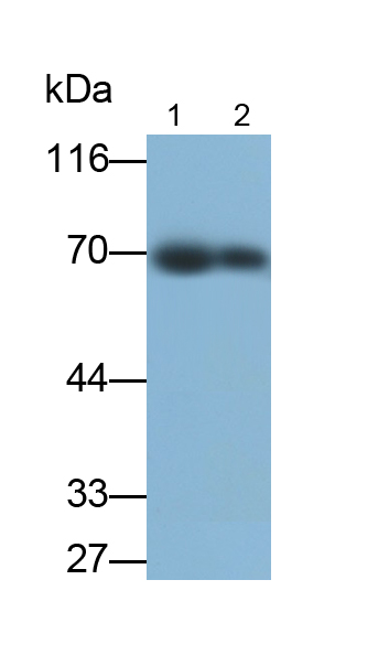 Polyclonal Antibody to Lamin B1 (LMNB1)