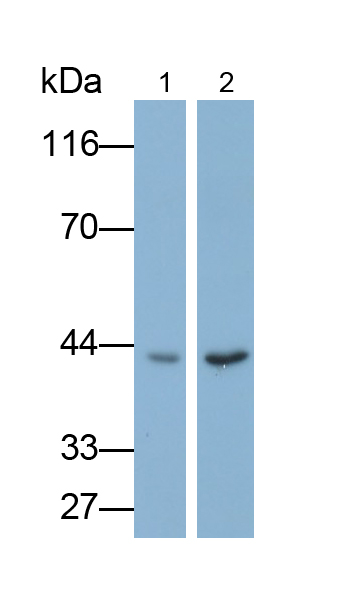 Polyclonal Antibody to YY1 Transcription Factor (YY1)