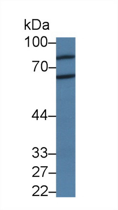 Polyclonal Antibody to Peptidyl Arginine Deiminase Type II (PADI2)