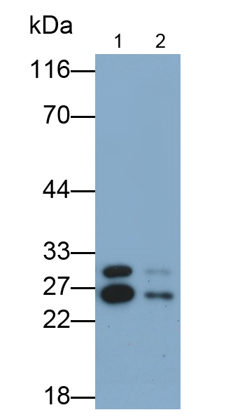 Polyclonal Antibody to Peroxiredoxin 4 (PRDX4)