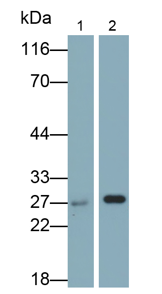 Polyclonal Antibody to Peroxiredoxin 6 (PRDX6)