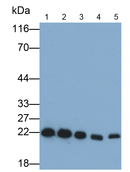 Polyclonal Antibody to Peroxiredoxin 2 (PRDX2)