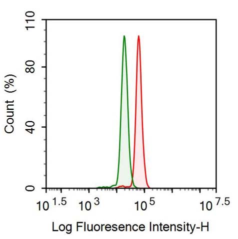 Polyclonal Antibody to Phosphatase And Tensin Homolog (PTEN)