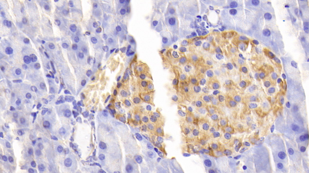 Polyclonal Antibody to Secretogranin II (SCG2)