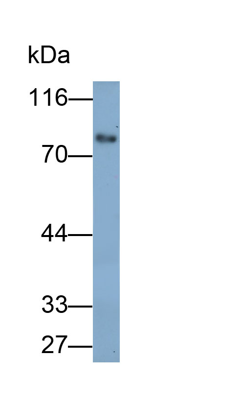 Polyclonal Antibody to Secretogranin II (SCG2)