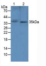 Polyclonal Antibody to Secreted Frizzled Related Protein 1 (SFRP1)