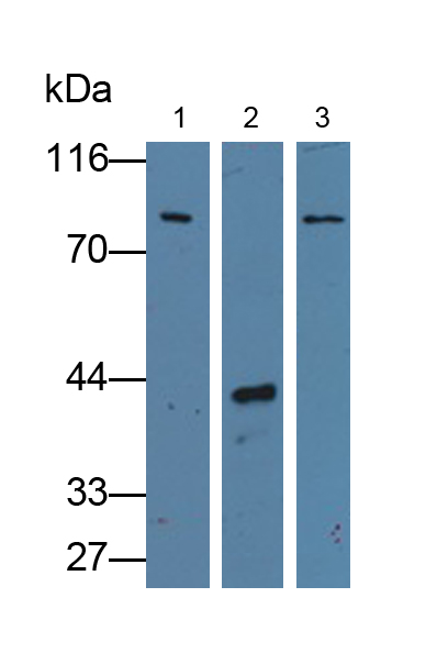 Polyclonal Antibody to Purinergic Receptor P2X, Ligand Gated Ion Channel 7 (P2RX7)