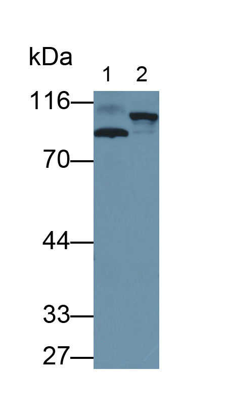 Polyclonal Antibody to Amyloid Beta Precursor Like Protein 2 (APLP2)