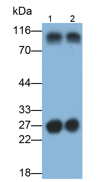Polyclonal Antibody to Immunoglobulin Lambda (Igl)