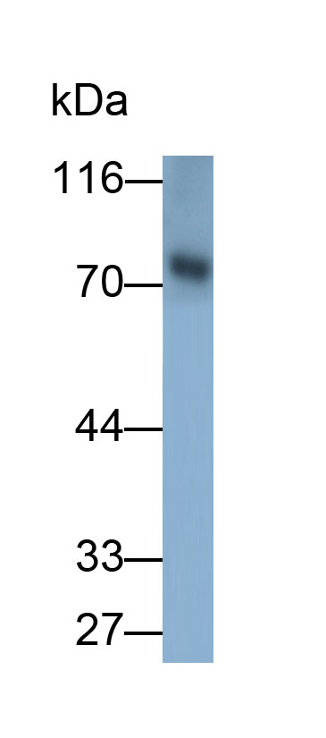 Polyclonal Antibody to Sphingomyelin Phosphodiesterase 3 (SMPD3)