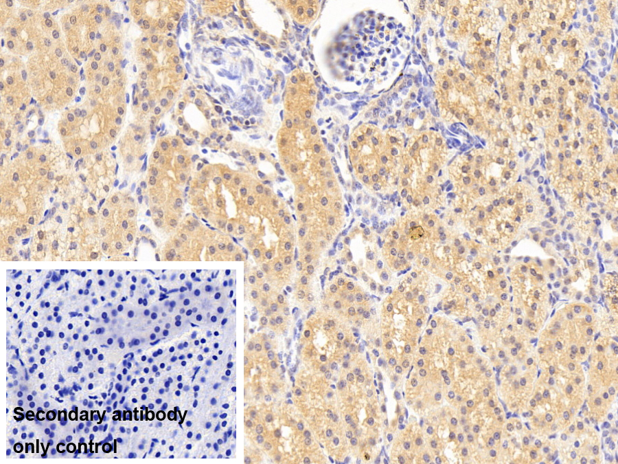 Polyclonal Antibody to Proteasome Subunit Beta Type 3 (PSMb3)