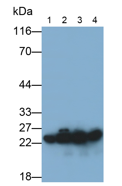 Polyclonal Antibody to Proteasome Subunit Beta Type 6 (PSMb6)