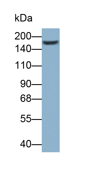 Polyclonal Antibody to Pregnancy Zone Protein (PZP)