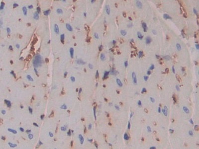 Polyclonal Antibody to Pregnancy Zone Protein (PZP)