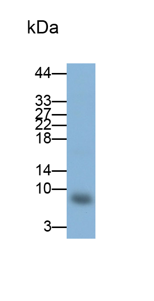 Polyclonal Antibody to ATPase Inhibitory Factor 1 (ATPIF1)