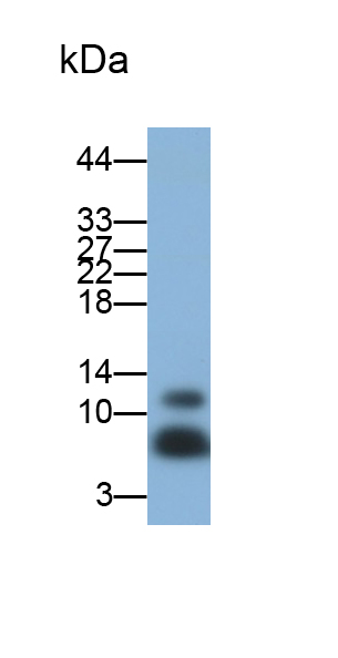 Polyclonal Antibody to ATPase Inhibitory Factor 1 (ATPIF1)
