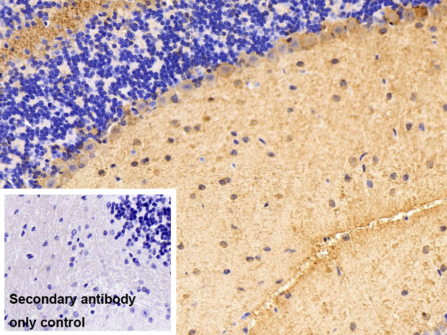 Polyclonal Antibody to Parvalbumin (PVALB)