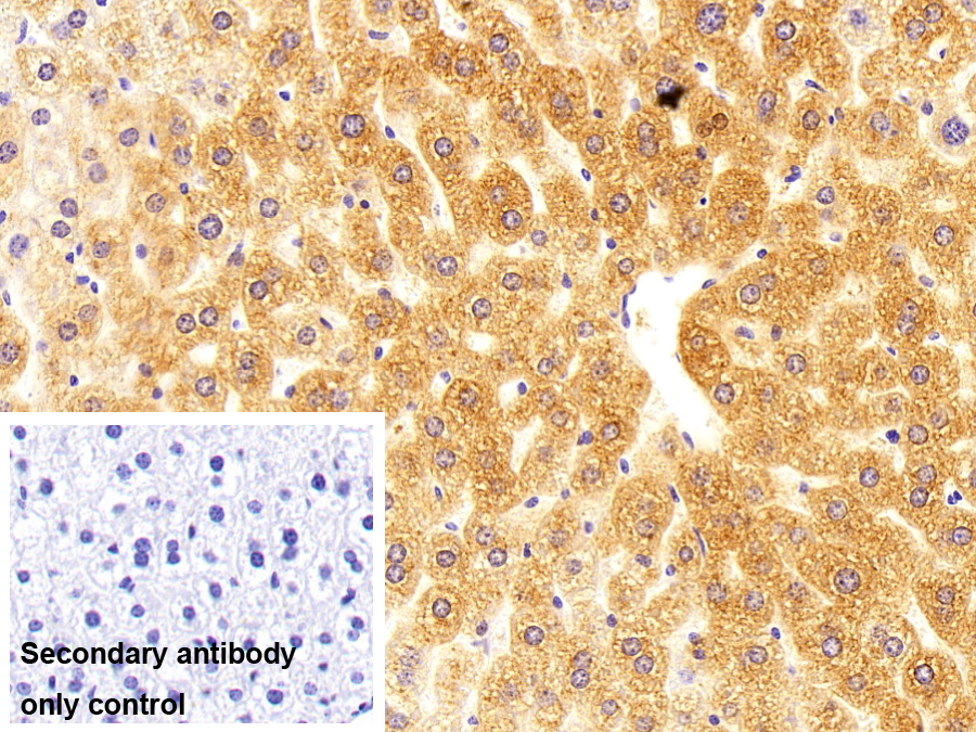 Polyclonal Antibody to Arginine Decarboxylase (ADC)