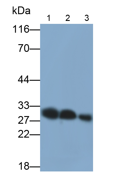 Polyclonal Antibody to Excitatory Amino Acid Transporter 4 (EAAT4)
