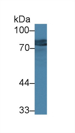 Polyclonal Antibody to Galactosylceramidase (GALC)