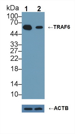 Polyclonal Antibody to TNF Receptor Associated Factor 6 (TRAF6)