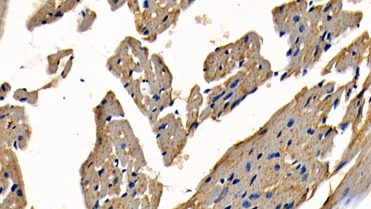 Polyclonal Antibody to TNF Receptor Associated Factor 6 (TRAF6)