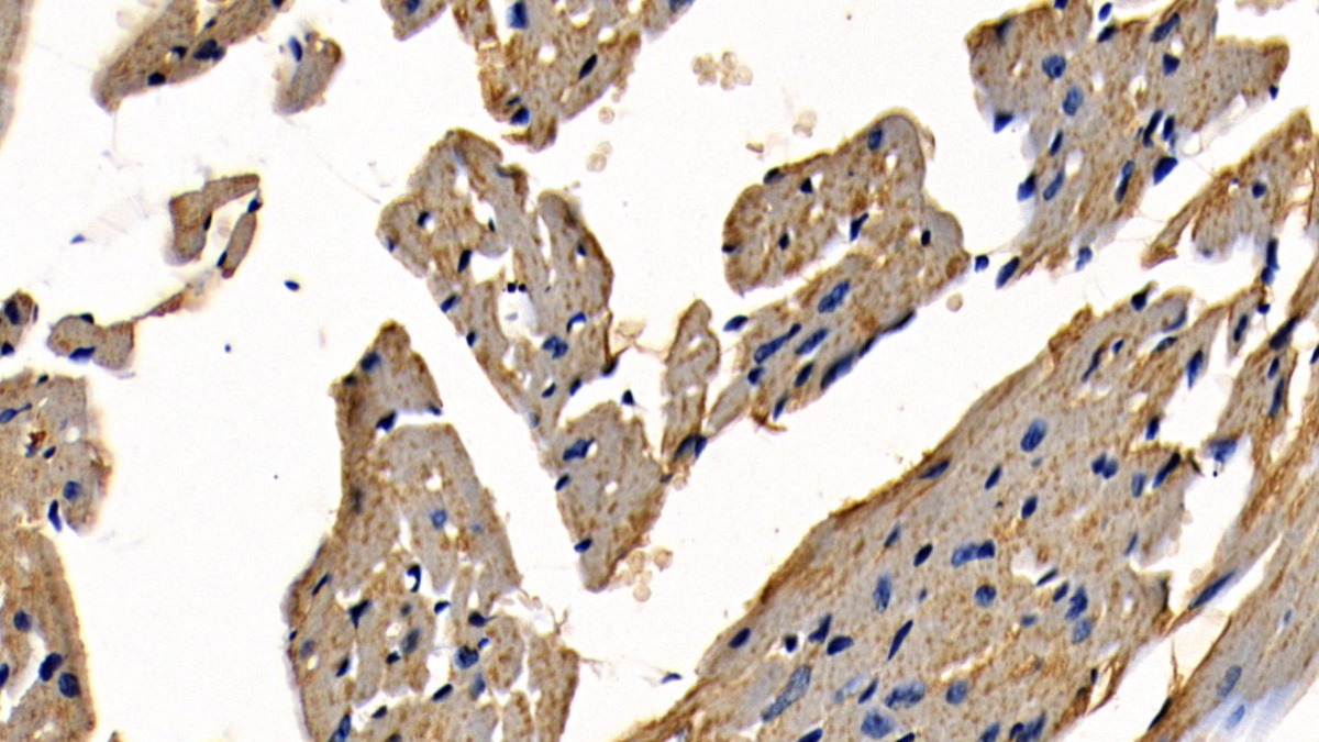 Polyclonal Antibody to TNF Receptor Associated Factor 6 (TRAF6)