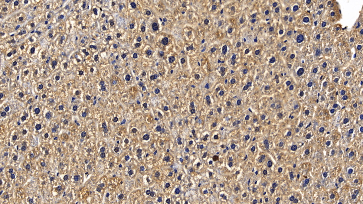 Polyclonal Antibody to TNF Receptor Associated Factor 6 (TRAF6)