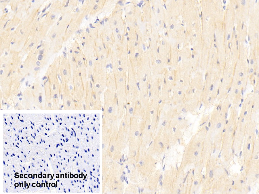 Polyclonal Antibody to TNF Receptor Associated Factor 6 (TRAF6)