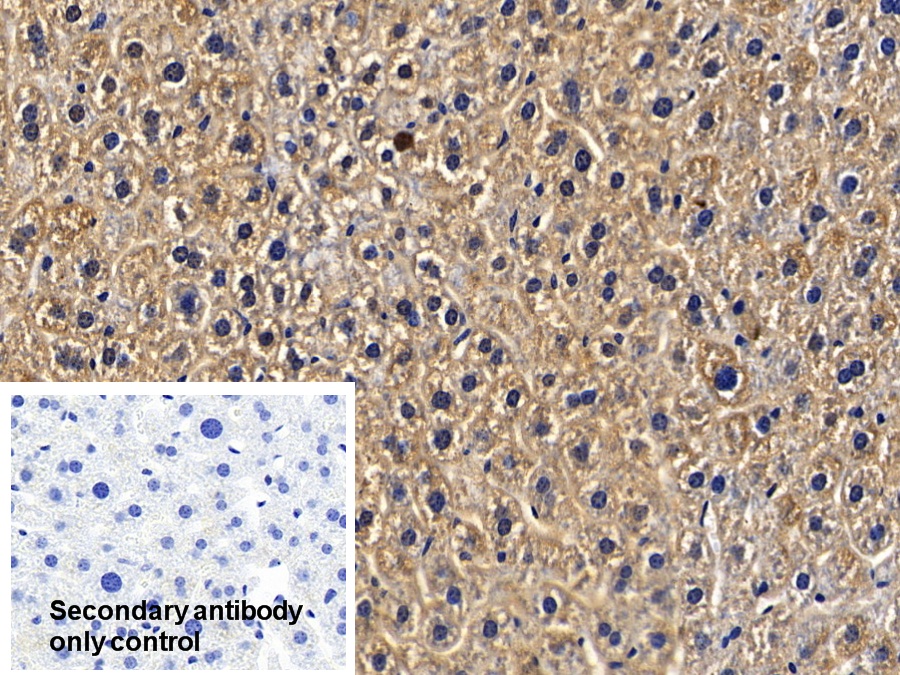 Polyclonal Antibody to TNF Receptor Associated Factor 6 (TRAF6)