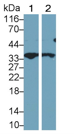 Polyclonal Antibody to Crk Like Protein (CRKL)