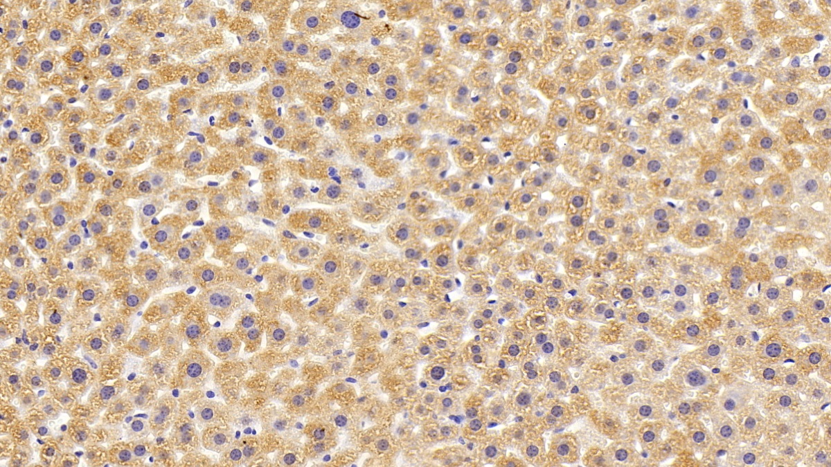 Polyclonal Antibody to Glycine-N-Methyltransferase (GNMT)