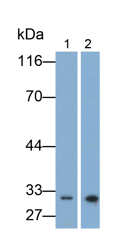 Polyclonal Antibody to Uracil DNA Glycosylase (UNG)