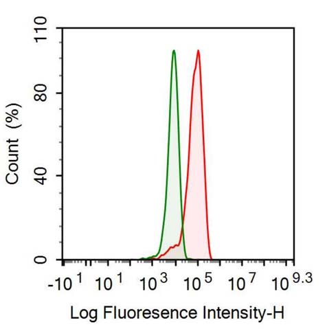 Polyclonal Antibody to Ubiquitin Carboxyl Terminal Hydrolase L1 (UCHL1)