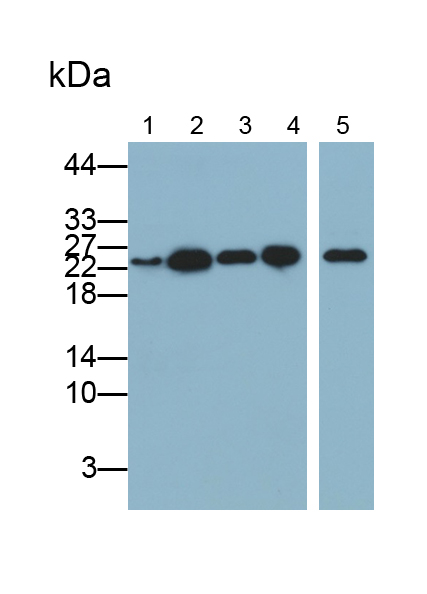 Polyclonal Antibody to Tumor Protein, Translationally Controlled 1 (TPT1)