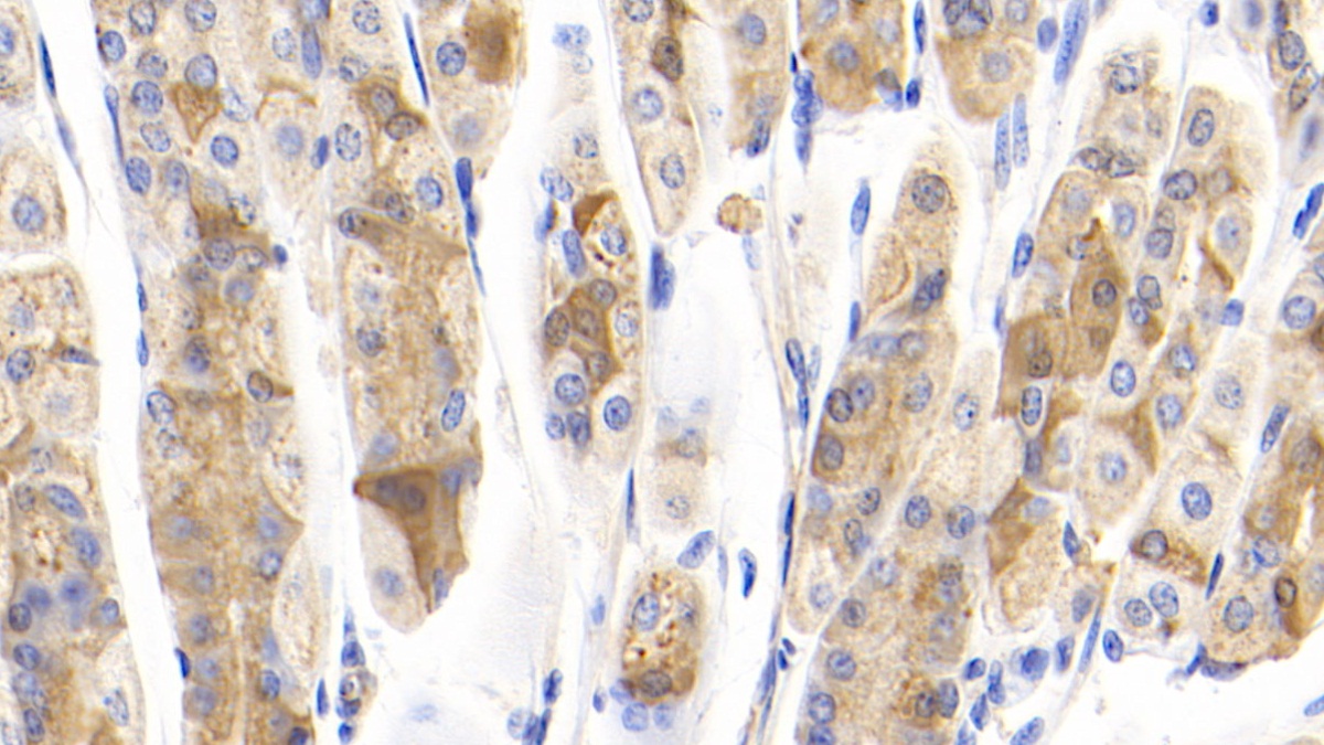 Polyclonal Antibody to Interferon Alpha 7 (IFNa7)