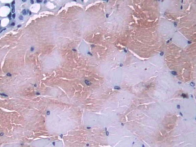 Polyclonal Antibody to Glutaredoxin (GLRX)