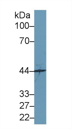 Polyclonal Antibody to Synaptotagmin Like Protein 2 (SYTL2)